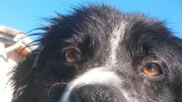 Un toulousain lance un appel &agrave; l'aide pour que l'on puisse sauver son chien et fait le buzz - Photo capture d'&eacute;cran Facebook