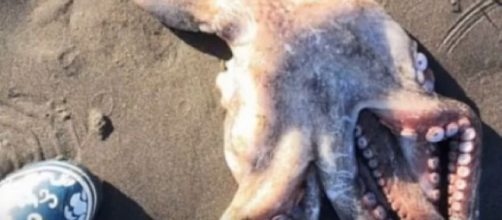 Kamchatka: Pollution killing sea life in Russia. Image source/OOFast News YouTube video]