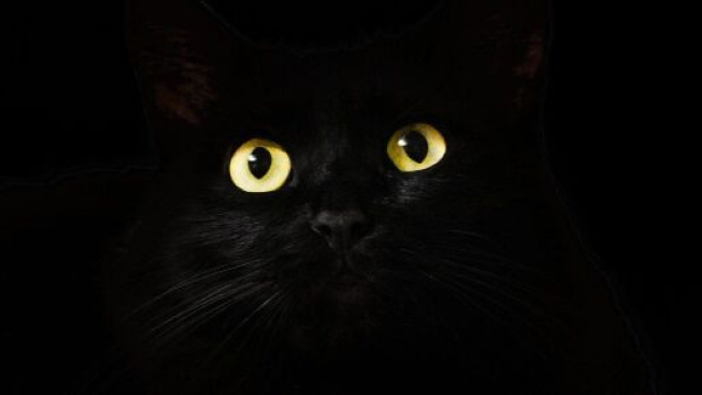 Chat : pourquoi ses yeux brillent la nuit ? - Photo Pixabay