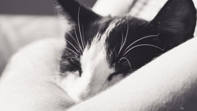 chat : s'il dort dans votre lit ce n'est pas seulement par confort - Photo Pixabay