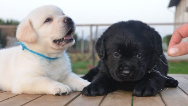 I 10 cani pi&ugrave; affettuosi con i bambini: Labrador e Golden Retriver ai primi posti.