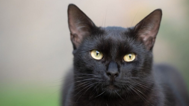 Chat noir entre myhthe et r&eacute;alit&eacute; tout ce qu'il faut savoir sur ces f&eacute;lins - Photo Pixabay