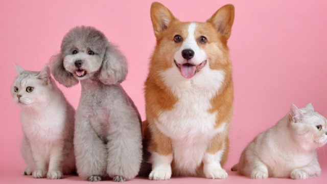 L'homosexualit&eacute; chez les animaux : un sujet tabou ? Photo Pixabay