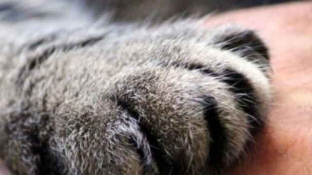 Pourquoi mon chat n'aime pas que je lui touche les pattes ? - Photo Pixabat