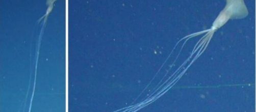 Sorpresivo animal en las aguas australiana tiene el aspecto de un alien&iacute;gena.