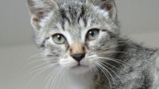 chat s'il frotte sa t&ecirc;te contre la v&ocirc;tre ce n'est pas seulement pour vous dire qu'il est le chef - photo Pixabay ok