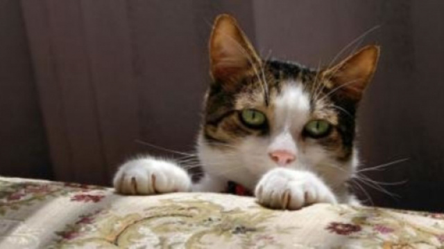 Pourquoi mon chat dort entre mes jambes ? - Photo Pixabay