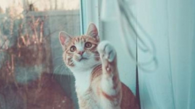 Pourquoi mon chat me suit partout ? - Photo Pixabay