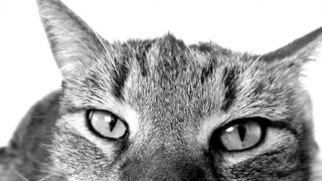 Comment savoir si mon chat est malheureux ? Photo Pixabay