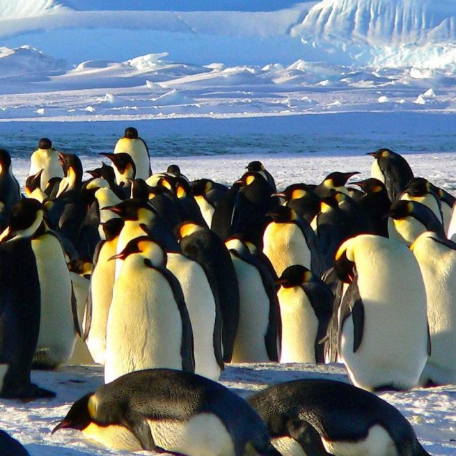 Penguins didn't fly over the South Pole. &copy;Pixabay
