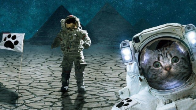 Ces jobs de r&ecirc;ves pour vous et votre chat - Photo Pixabay