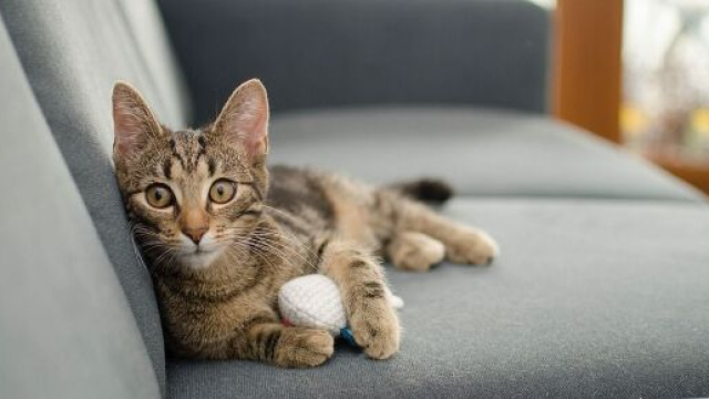 chat ces choses qu'il d&eacute;teste chez vous - Photo Pixabay