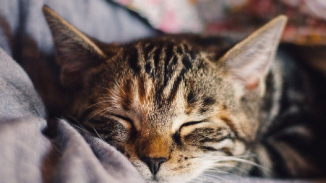 Quels sont les avantages de domir avec son chat ? - Photo pixabay