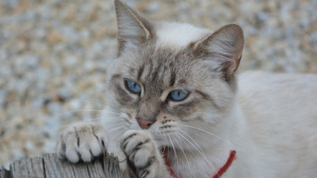 Pourquoi mon chat attaque mes chevilles ? - Photo Pixabay