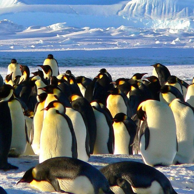 Polo Sud, i pinguini non volano &copy;Pixabay