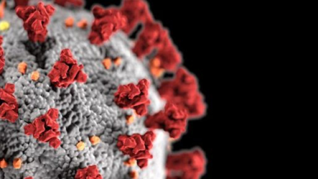 Coronavirus, bollettino novembre 21.