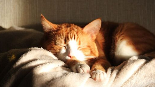 Pourquoi mon chat dort sur mes affaires - Photo Pixabay