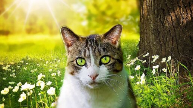 Pourquoi mon chat me marche dessus ? - Photo Pixabay