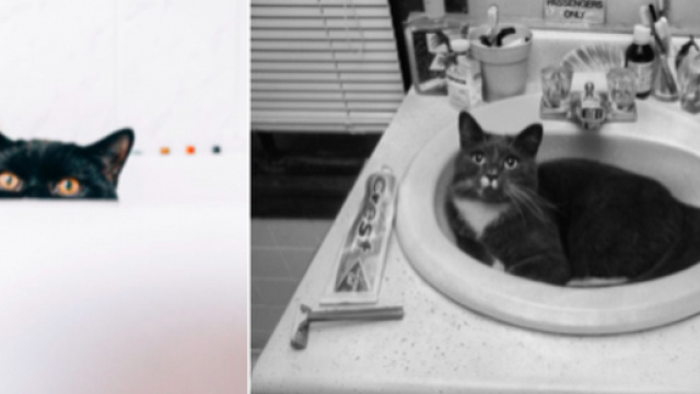 Pourquoi mon chat me suit dans la salle de bain ? Photo capture d'&eacute;crans images Pexel (Libre de droit)