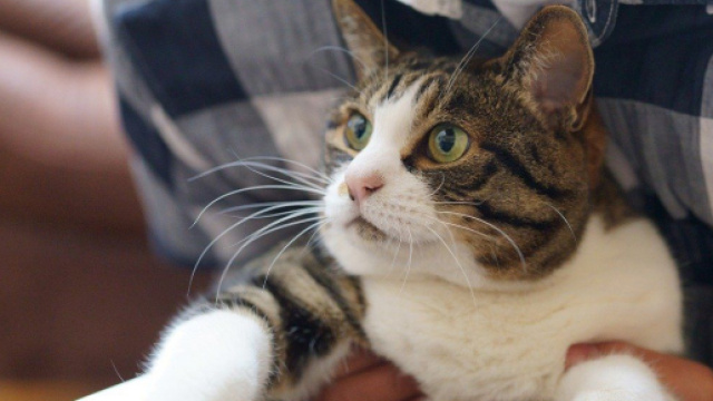 Pourquoi mon chat vient toujours sur mon ordinateur ? - Photo Pixabay