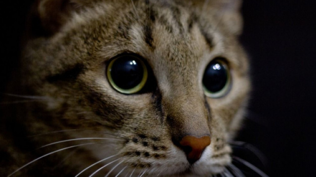 Pourquoi mon chat me fixe du regard ? Photo Pixabay