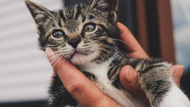 Pourquoi mon chat me mordille les cheveux ? Photo Pixabay