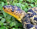 Jiboia mais rara do mundo é encontrada por pesquisador em São Paulo
