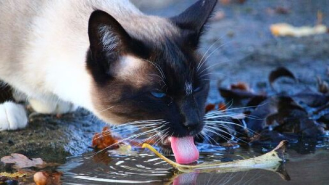 Pourquoi mon chat met sa patte dans l'eau avant de boire ? - Photo Pixabay