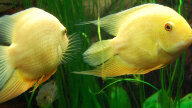 Oroscopo e classifica di sabato 7 novembre: Pesci menzogneri, risultati flop per Acquario.