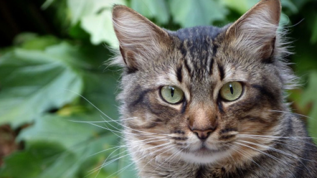 Pourquoi mon chat me fixe longuement ? - Photo Pixabay