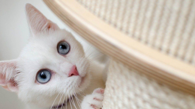 Comment aider votre chat &agrave; utiliser son griffoir ? - Photo Pixabay