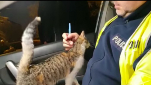 Ce chat errant s'introduit dans une voiture de Police en Pologne - Photo capture &eacute;cran Facebook