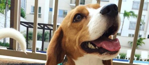 V&aacute;rios famosos j&aacute; assumiram seu amor por seus animais. (Arquivo Blasting News)