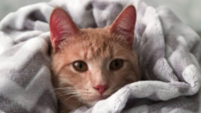 Chat comment lutter contre sa surdit&eacute; ? Photo Pexels