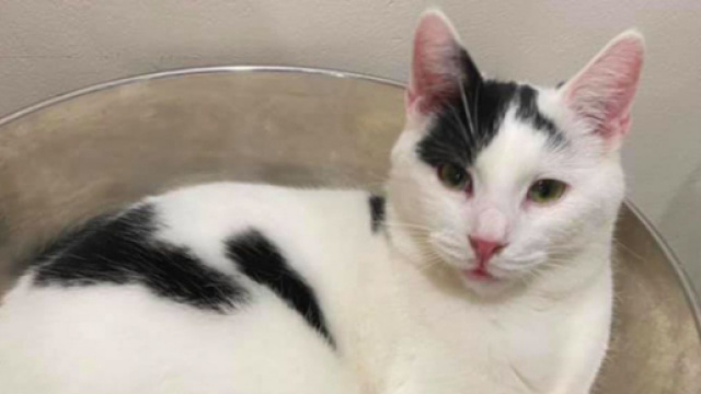 L'adoption d'un chat tourne au drame apr&egrave;s les commentaires d'un internaute- &copy;capture d'&eacute;cran photo Association Nos chats sans toit