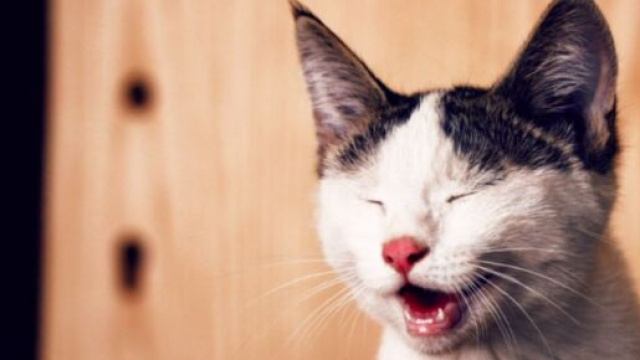 Un chat malade se fait soigner et devient un h&eacute;ro - Photo Pexel