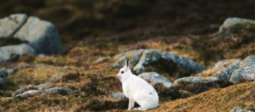 Mountain Hare threatened by climate change. [&copy;Pace Production YouTube video]