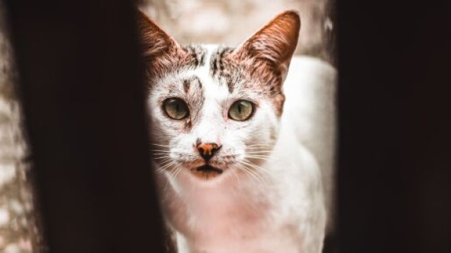 Un chat rentre chez lui apr&egrave;s 536 jours d'absence - Photo Pexels