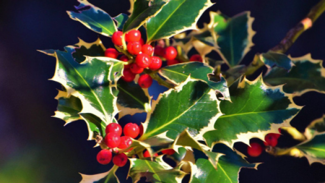 L'oroscopo del 25 dicembre: a Natale splendono Sagittario e Capricorno (2^ met&agrave;).
