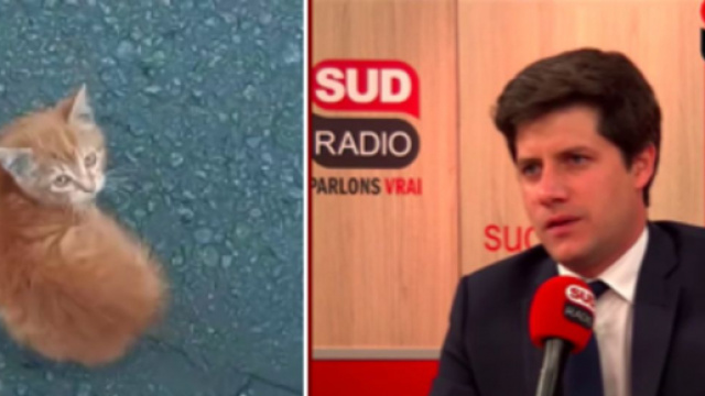 Contre les abandons de chat le gouvernement voudrait frapper un grand coup - Photo capture d'&eacute;cran vid&eacute;o Youtube