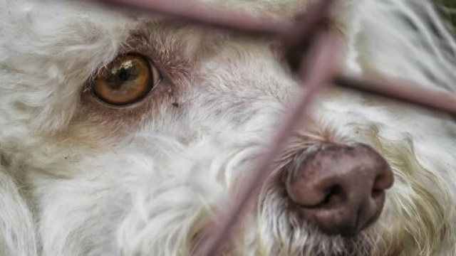 Chaque ann&eacute;e, 100.000 chiens et chats sont abandonn&eacute;s selon la SPA - Source : image d'illustration, Pixabay