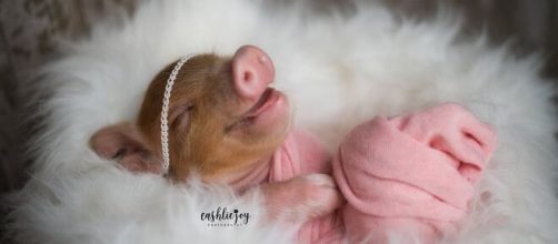 O ensaio de beb&ecirc; leitoa viralizou na web. (Arquivo Blasting News)