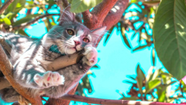 Un chat coinc&eacute; dans un arbre depuis des jours appelle &agrave; l'aide depuis 4 jours. -&copy;Pexel