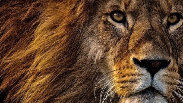 Oroscopo del Leone per il 2021: anno intenso di sfide e di perplessit&agrave; in amore