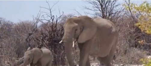 In Memory of Voortrekker: Some of Namibia's beautiful elephants. [&copy;NikelaWildlife YouTube video]