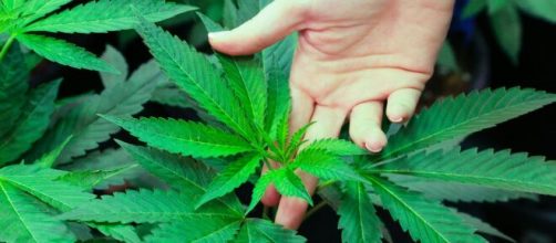 Recentemente, Estados Unidos descriminalizou o consumo de maconha. (Arquivo Blasting News)