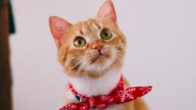 Pourquoi mon chat fixe-t-il le mur avec insistance ? &copy;Pexels