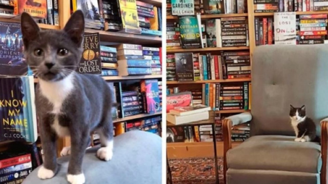 Chat et si vous en adoptiez un dans une librairie