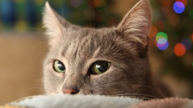 Chat s'il vous ignore &agrave; son retour de vacances c'est tout &agrave; fait normal