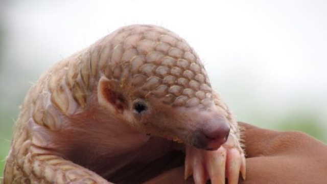 Coronavirus, sott'accusa il pangolino: secondo due ricercatori cinesi, causa del passaggio del 2019-nCoV all'uomo.